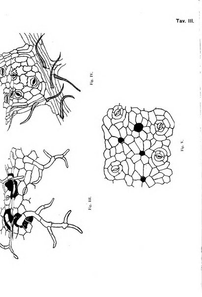 Malpighia rassegna mensuale di botanica