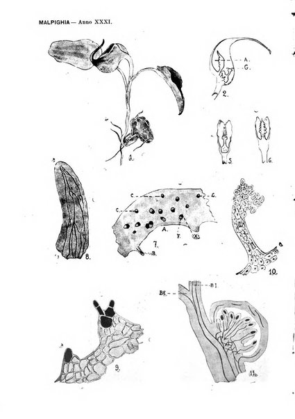 Malpighia rassegna mensuale di botanica