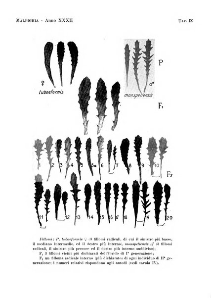 Malpighia rassegna mensuale di botanica