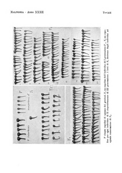 Malpighia rassegna mensuale di botanica