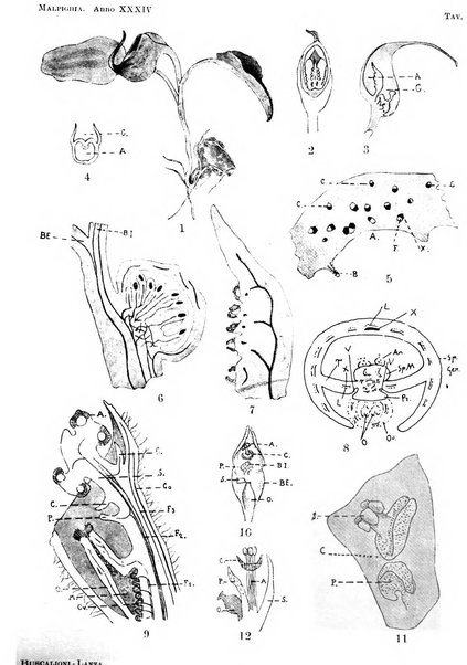 Malpighia rassegna mensuale di botanica