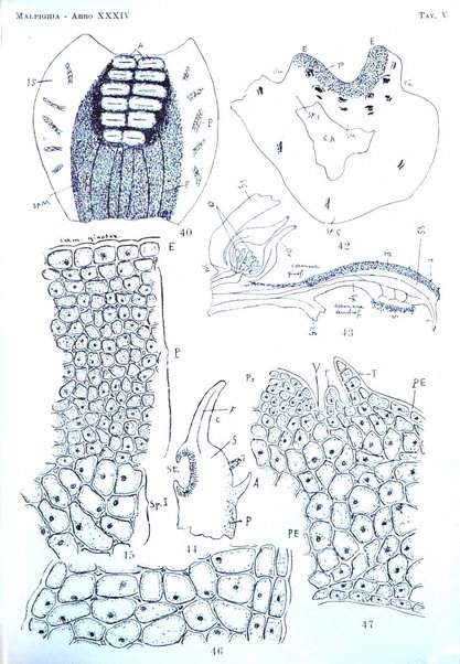 Malpighia rassegna mensuale di botanica