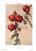 giornale/TO00189095/1908/v.2/00000079