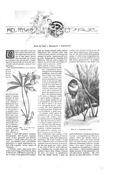 Natura ed arte rivista illustrata quindicinale italiana e straniera di scienze, lettere ed arti