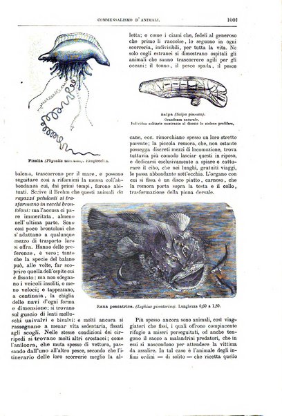 Natura ed arte rivista illustrata quindicinale italiana e straniera di scienze, lettere ed arti