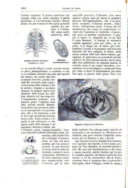 Natura ed arte rivista illustrata quindicinale italiana e straniera di scienze, lettere ed arti