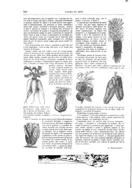 Natura ed arte rivista illustrata quindicinale italiana e straniera di scienze, lettere ed arti