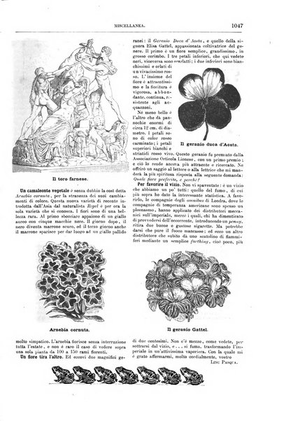 Natura ed arte rivista illustrata quindicinale italiana e straniera di scienze, lettere ed arti