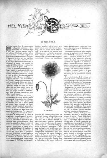 Natura ed arte rivista illustrata quindicinale italiana e straniera di scienze, lettere ed arti