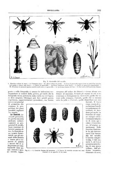 Natura ed arte rivista illustrata quindicinale italiana e straniera di scienze, lettere ed arti