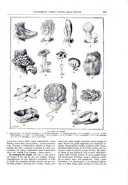 Natura ed arte rivista illustrata quindicinale italiana e straniera di scienze, lettere ed arti