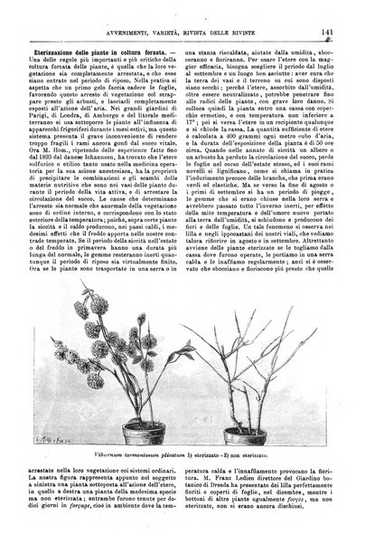 Natura ed arte rivista illustrata quindicinale italiana e straniera di scienze, lettere ed arti