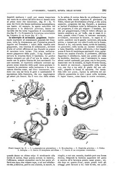 Natura ed arte rivista illustrata quindicinale italiana e straniera di scienze, lettere ed arti