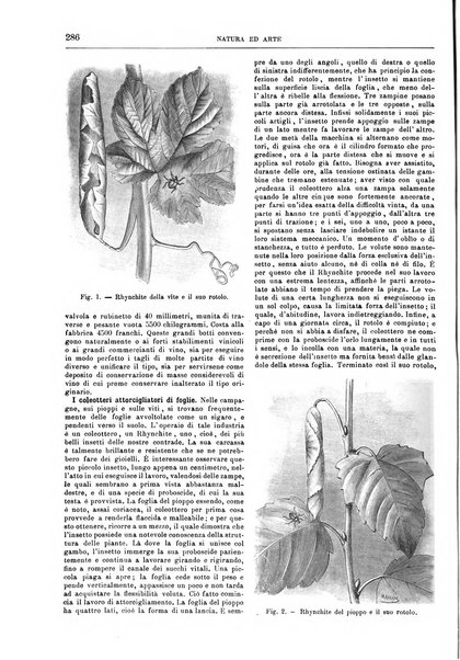 Natura ed arte rivista illustrata quindicinale italiana e straniera di scienze, lettere ed arti