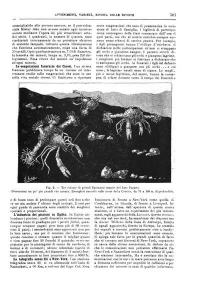 Natura ed arte rivista illustrata quindicinale italiana e straniera di scienze, lettere ed arti