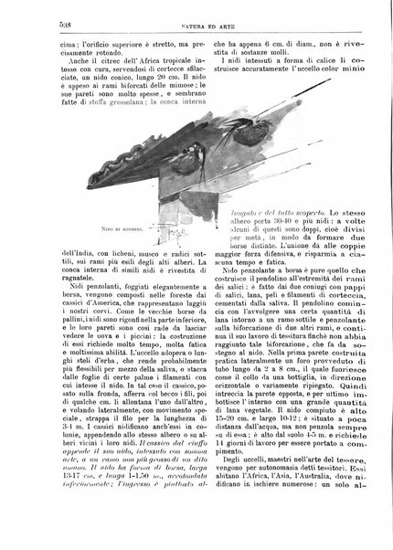 Natura ed arte rivista illustrata quindicinale italiana e straniera di scienze, lettere ed arti