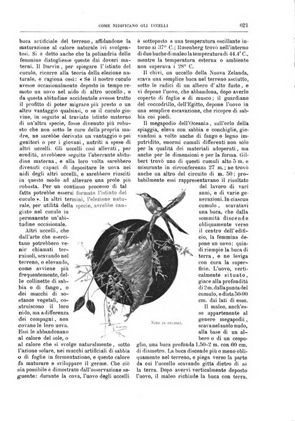 Natura ed arte rivista illustrata quindicinale italiana e straniera di scienze, lettere ed arti