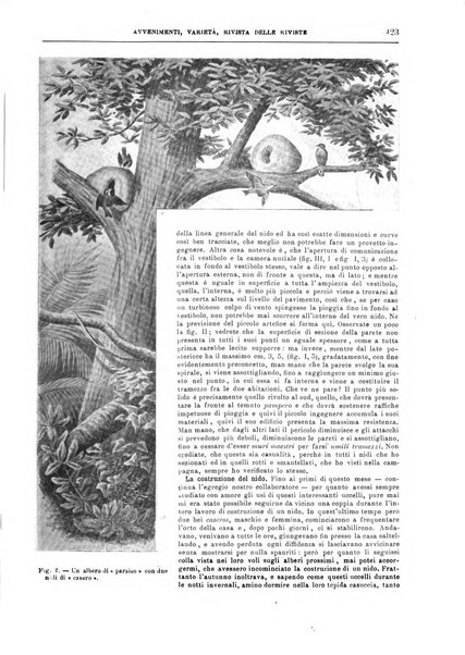 Natura ed arte rivista illustrata quindicinale italiana e straniera di scienze, lettere ed arti