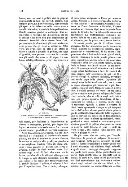 Natura ed arte rivista illustrata quindicinale italiana e straniera di scienze, lettere ed arti