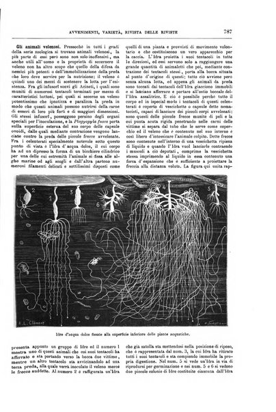 Natura ed arte rivista illustrata quindicinale italiana e straniera di scienze, lettere ed arti