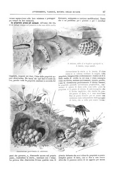 Natura ed arte rivista illustrata quindicinale italiana e straniera di scienze, lettere ed arti