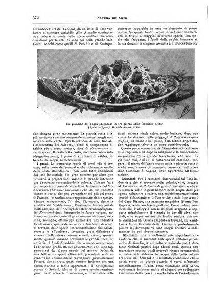 Natura ed arte rivista illustrata quindicinale italiana e straniera di scienze, lettere ed arti