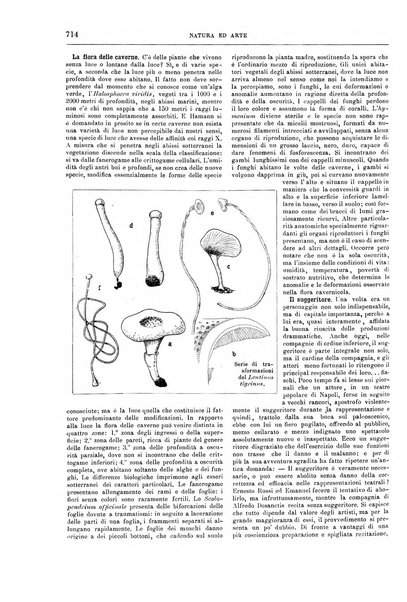 Natura ed arte rivista illustrata quindicinale italiana e straniera di scienze, lettere ed arti