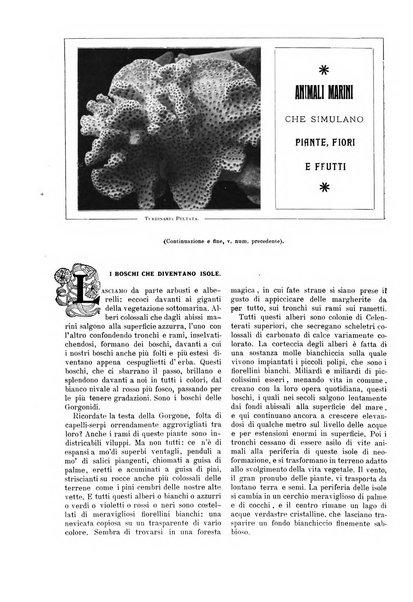 Natura ed arte rivista illustrata quindicinale italiana e straniera di scienze, lettere ed arti