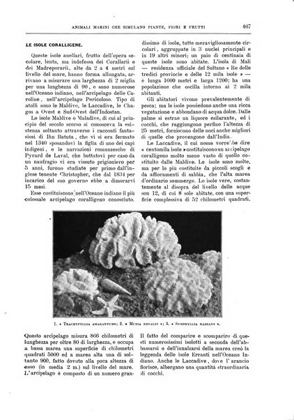 Natura ed arte rivista illustrata quindicinale italiana e straniera di scienze, lettere ed arti