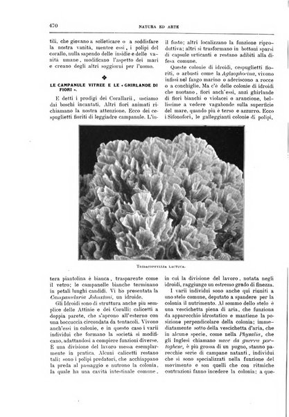 Natura ed arte rivista illustrata quindicinale italiana e straniera di scienze, lettere ed arti