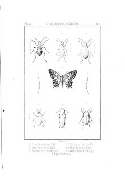 Il naturalista siciliano giornale di scienze naturali