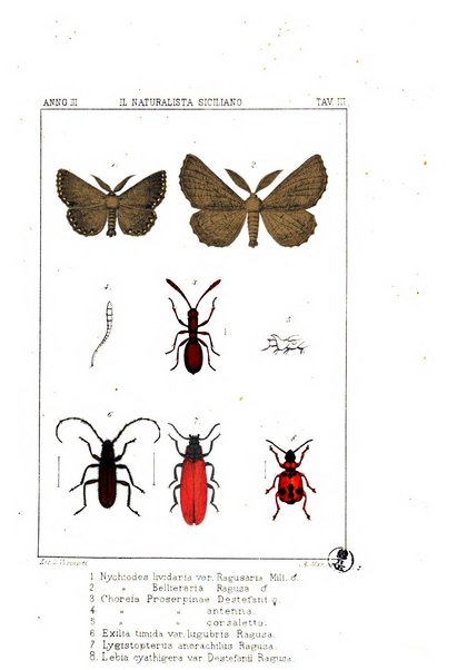 Il naturalista siciliano giornale di scienze naturali