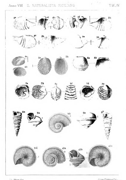 Il naturalista siciliano giornale di scienze naturali