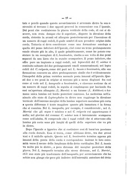 Il naturalista siciliano giornale di scienze naturali