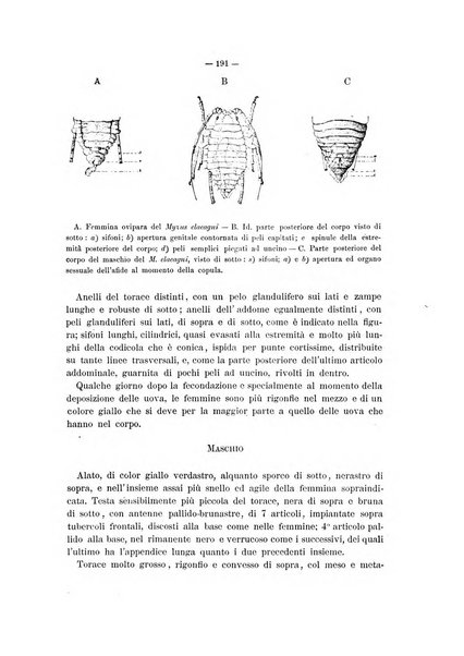 Il naturalista siciliano giornale di scienze naturali