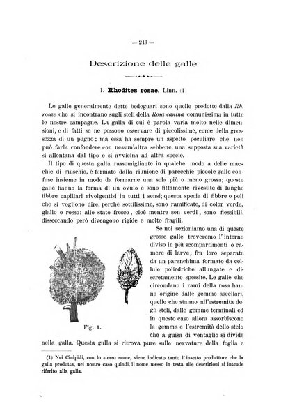 Il naturalista siciliano giornale di scienze naturali