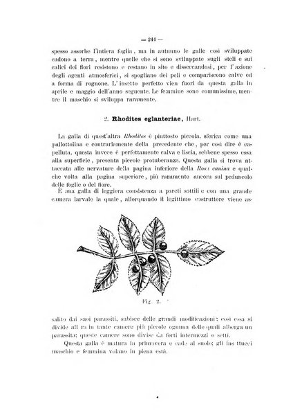 Il naturalista siciliano giornale di scienze naturali