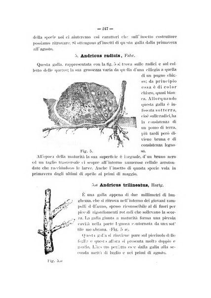 Il naturalista siciliano giornale di scienze naturali