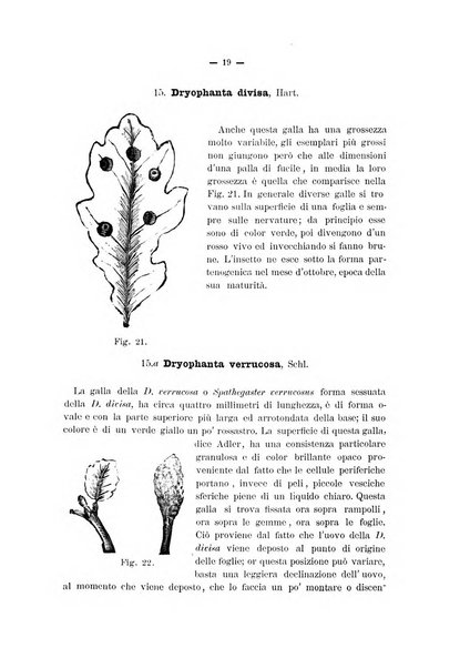 Il naturalista siciliano giornale di scienze naturali