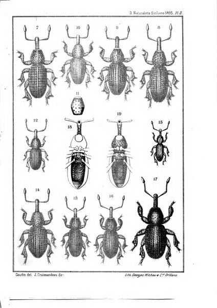 Il naturalista siciliano giornale di scienze naturali