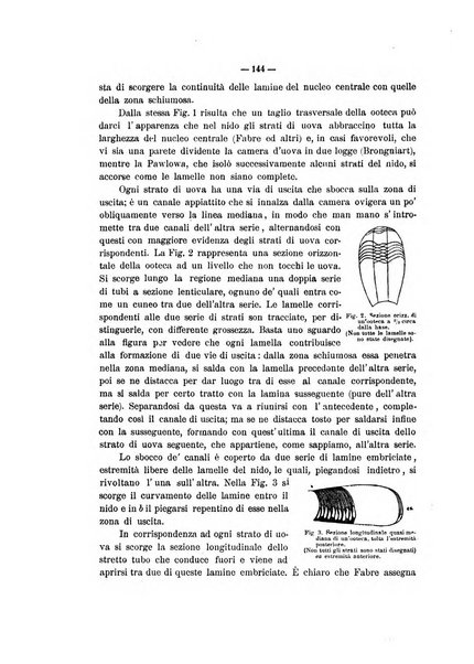 Il naturalista siciliano giornale di scienze naturali