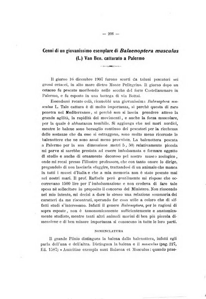 Il naturalista siciliano giornale di scienze naturali