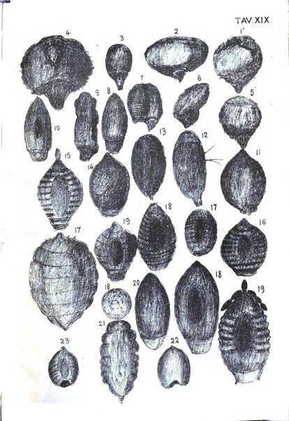 Il naturalista siciliano giornale di scienze naturali