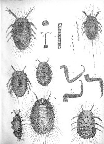 Il naturalista siciliano giornale di scienze naturali