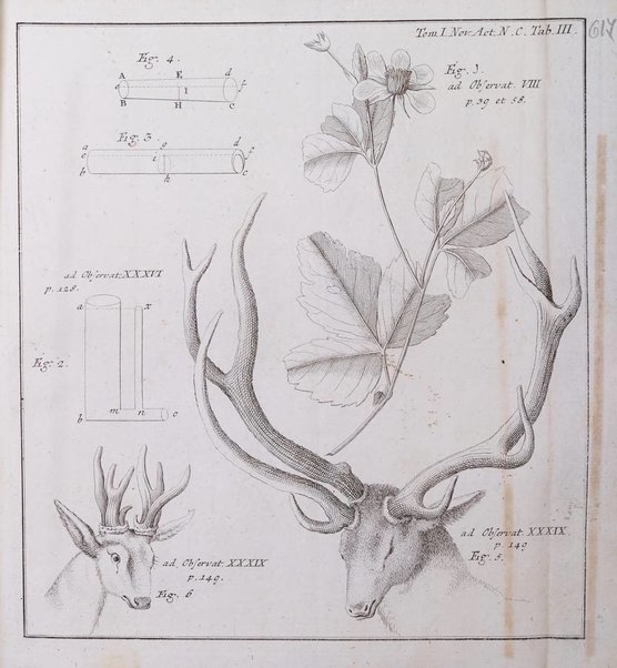 Nova acta physico-medica Academiae caesareae lepoldino-carolinae naturae curiosorum exhibentia ephemerides sive observationes historias et experimenta a celeberrimis Germaniae et exterarum regionum viris habita et communicata..