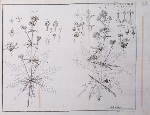 Nova acta physico-medica Academiae caesareae lepoldino-carolinae naturae curiosorum exhibentia ephemerides sive observationes historias et experimenta a celeberrimis Germaniae et exterarum regionum viris habita et communicata..