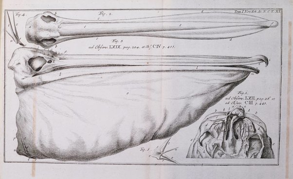 Nova acta physico-medica Academiae caesareae lepoldino-carolinae naturae curiosorum exhibentia ephemerides sive observationes historias et experimenta a celeberrimis Germaniae et exterarum regionum viris habita et communicata..