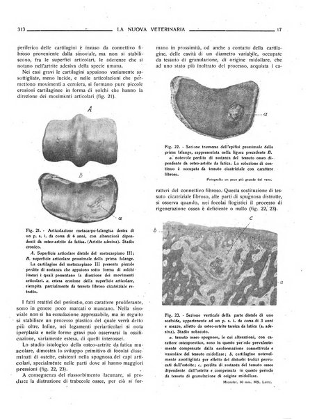 La nuova veterinaria rivista mensile fondata e diretta da Alessandro Lanfranchi