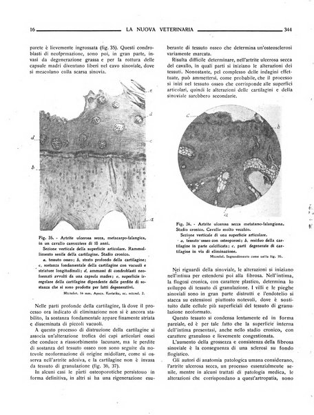 La nuova veterinaria rivista mensile fondata e diretta da Alessandro Lanfranchi