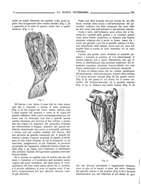 La nuova veterinaria rivista mensile fondata e diretta da Alessandro Lanfranchi